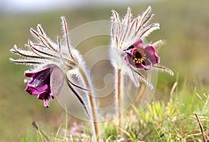Two pasque flowers