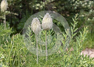 Two Pasqueflower feather-like `mouse-on-a-stick` seedheads, Mount Rainier National Park