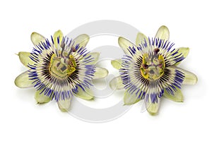 Two Passiflora edulis flowers