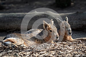 Two patagonian mara, Dolichotis patagonum