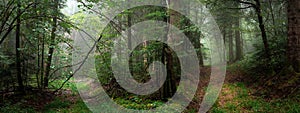 Two paths in the forest with fog in panoramic photo