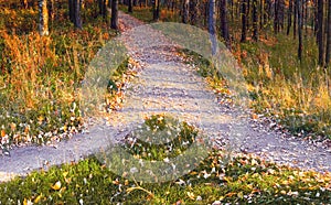 Two paths merge into one in the autumn park among trees and grass strewn with fallen leaves