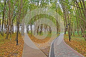 Two paths in the park named after Moritz Becker. Yantarny village, Kaliningrad region