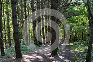 Two paths in the spruce forest