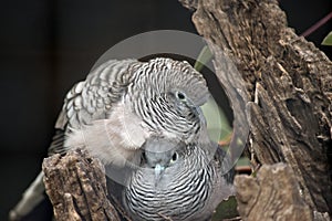 Two peaceful doves sharing a nest