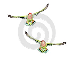 Two peach faced lovebirds in flight