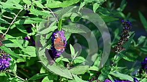 Two peacock butterflies - aglais io - on flowering blue butterflybush - Buddleja davidii - in garden.