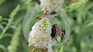 Two Peacock butterflies feed on nectar.