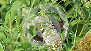 Two Peacock butterflies feed on nectar.