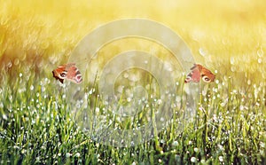 two peacock butterflies fluttering over a spring meadow with grass and flowers covered with dew drops on a Sunny morning