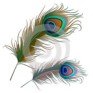Two peacock feathers isolated on white background