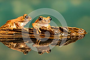 Two Peacock tree frogs Leptopelis vermiculatus. Reflections in the water