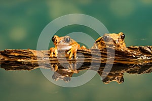 Two Peacock tree frogs Leptopelis vermiculatus. Reflections in the water