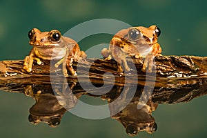 Two Peacock tree frogs Leptopelis vermiculatus. Reflections in the water photo