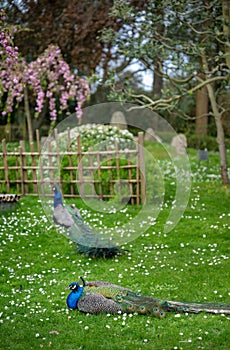 Two peacocks in Kyoto Garden, a Japanese garden in Holland Park, London, UK photo