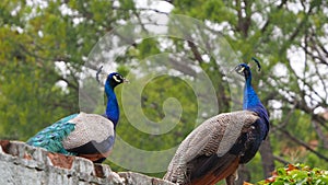 Two peacocks looking into each other`s eyes, mollerussa municipal park, lerida