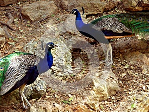 Two peacocks met by chance