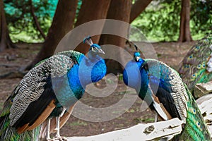 Two peacocks resting on a fence photo