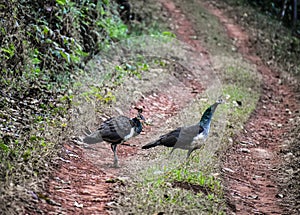 Peahen in forest in Similipal Tiger Reserve