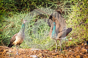 Two peahens