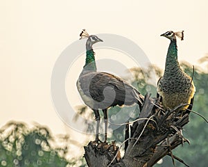 Two Peahens resting