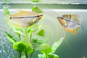 Two Pearl gourami Trichopodus leerii freshwater aquarium fish in fish tank. Aquaria concept