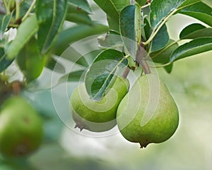 Two pears photo