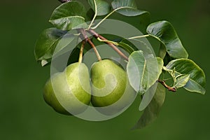 Two Pears