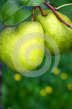 Two Pears
