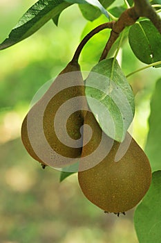 Two pears