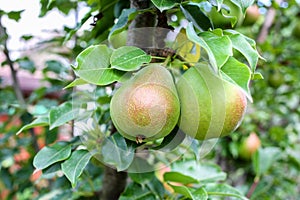 two pears on a branch close-up