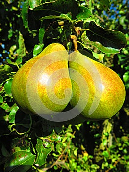 Two pears hanging on the tree brunch close up. Pear orchard in England, pear fruit tree. green pear fruits on the tree