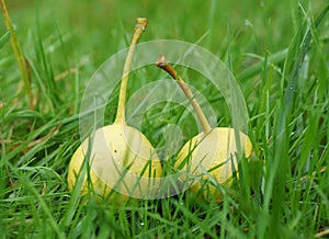 Two pears lie on the grass.