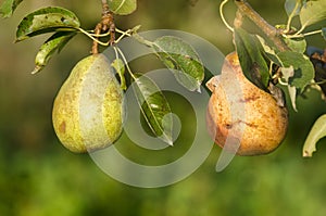 Two Pears