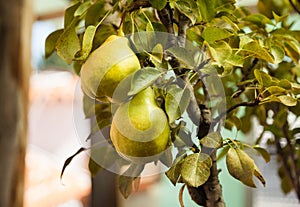 Two pears ready to be cropped from the tree.