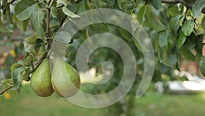Two Pears on tree branch in leaves