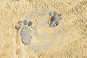 Two pebble footprints on the surface of the desert sea sand. Games on the sand and on the beach. A copy of the space