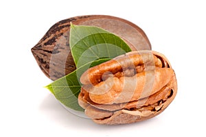 Two pecans with leaves isolated on white background