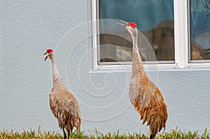 Two peeping tom, Sand Hill cranes, looking into a tropical house