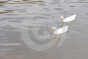 Two Pekin or White Pekin ducks.