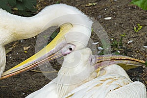 Two Pelican heads with long beaks look in opposite directions. Zoo. Close-up