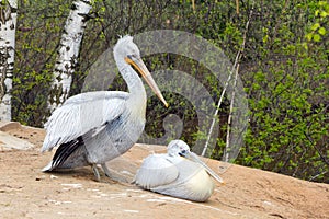 Two Pelican (white birds) with long beaks sit near the water and