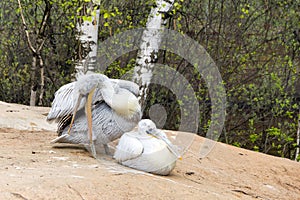 Two Pelican (white birds) with long beaks sit near the water and