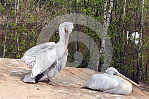 Two Pelican (white birds) with long beaks sit near the water and