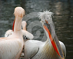 Two pelicans