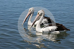 Two pelicans