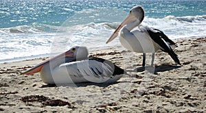 Two Pelicans on the beach