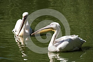 Two pelicans close together