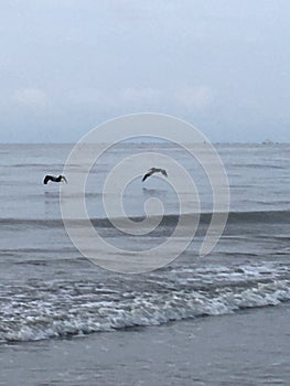 Two pelicans diving for food over the ocean on Sullivans Island Sc