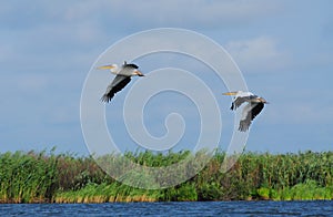 Pelicans flying